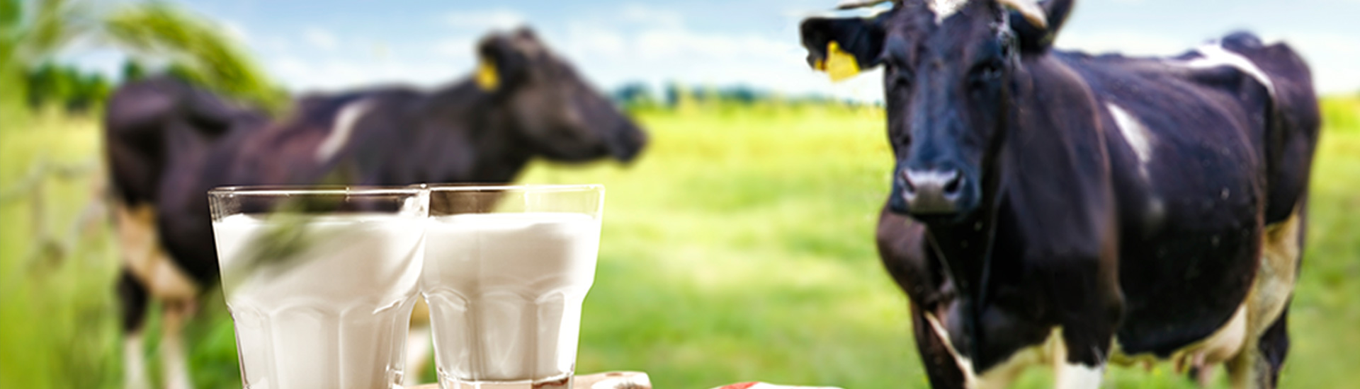 ¿Las hormonas que les inyectan a las vacas nos afecta al consumir leche?