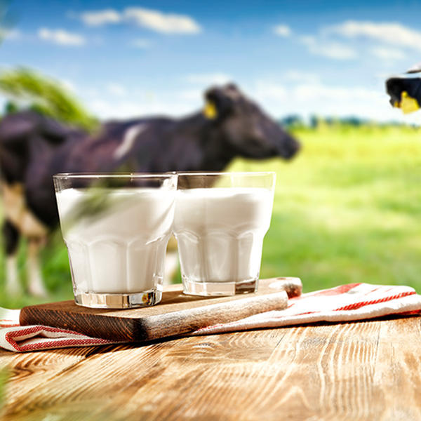 ¿Las hormonas que les inyectan a las vacas nos afecta al consumir leche?
