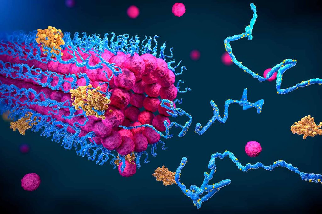 ¿Cómo Ayudan Las Proteínas Diarias Al Sistema De Defensa?